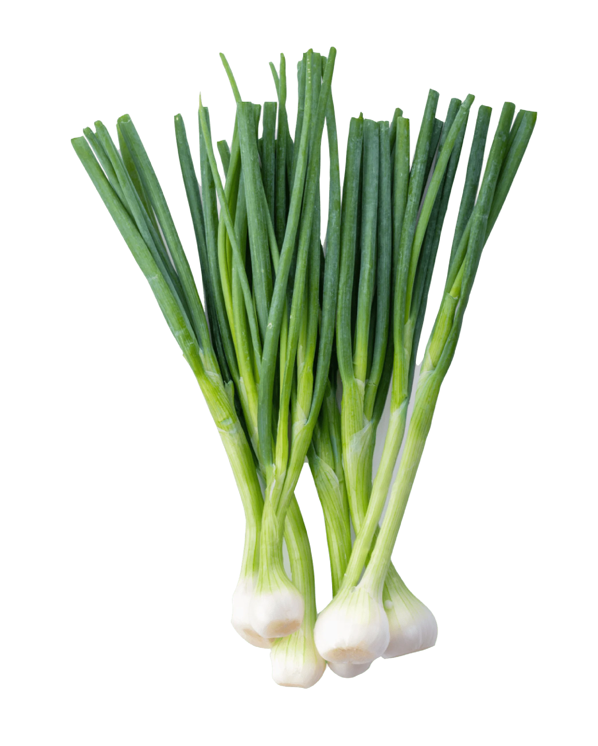 Green Green Onion 